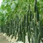 pepino
