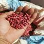 Piment rouge bec d'oiseau sec