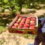 exportateur de fruits et légumes frais de tun