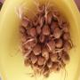 bulbes de safran (crocus sativus)