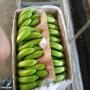 bananes vertes cavendish