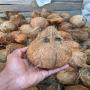 coco mur