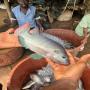 Tilapia  d'&eacute;levage - vente en gros &agrave; Abidjan