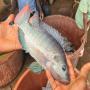 tilapia  d'élevage - vente en gros à abidjan