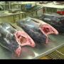 offre thon albacore orig oman 