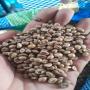 mise en vente – café robusta du togo