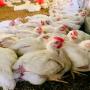 poulet de chair congelées 