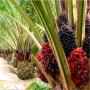 recherchons un acheteur de palmeraie 