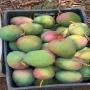   mangues premium du senegal 