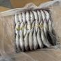 premium frozen sardine aurita & chinchard 