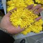 chrysanthème royale grade alimentaire