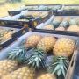 ananas du benin 