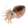 seiches or cuttlefish