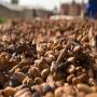 vente de cacao au togo
