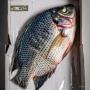 offres de poissons tilapia frais congelé chin
