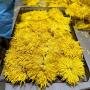 chrysanthème royale grade alimentaire