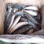iqf fish pacific seafood frozen mackerel fish