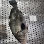  poisson croaker brun - origine chine 