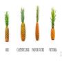 cherche clients pour des varietes d'ananas