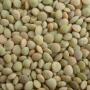 whole red and split lentils