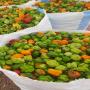 piments verts de qualité 