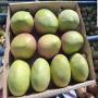 mangue de qualité 