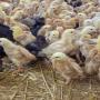 disponible 500 poussin 45j race génoise