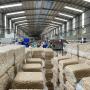 vente d'usine de transformation d'anacarde 