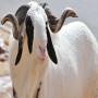 viande de mouton halal 