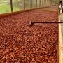  cacao et noix d’Acajou 