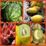 melon jaune - melon vert et galia