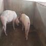 vente de porc