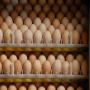 commercialisation de couveuses et incubateur 
