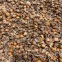 vente coques de noisettes