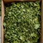 moringa certifié de qualité supérieure 