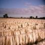 fibre de sisal de madagascar