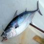 cherche des clients pour poisson bonite