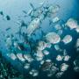 grossiste en poissons frais et congelés 