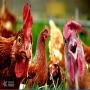 nutrition animale en afrique de l’ouest