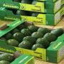 sweet and fresh avocado 