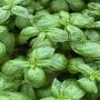 BASILIC GRAND VERT production BORDEAUX-France