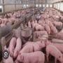 élévation de porc ,  poulet,  bœuf ect
