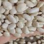 white bean sfrom egypt