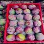 importation de mangue 