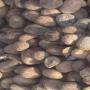 vente des amendes de karité et beurre karité