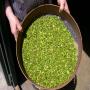 Pistache verte premium 