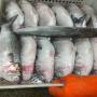 container de poissons disponible