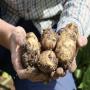 pomme de terre pour export 