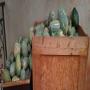 recherche client pour achat des melon