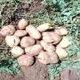 pommes de terre 